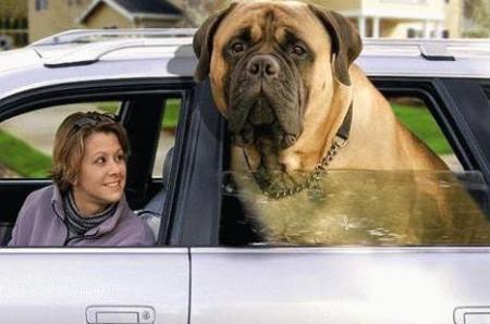 ma3andi mangol lafoto tat3abar