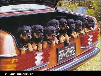 waw 3la kalab  ri dobirman  ldobirman