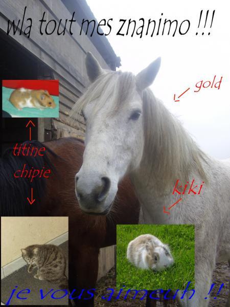 ahsan hayawan fal hayawanat howa l3awd