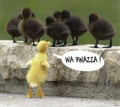 wahadi hiya l3onsoriya wa3waza